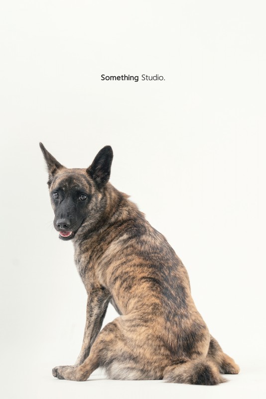 SOMETHINGSTUDIO,三牲工作室,三牲,中途攝影,寵物寫真,寵物攝影,寵物肖像,毛孩,毛孩寫真,汪星人,領養不棄養,領養代替購買