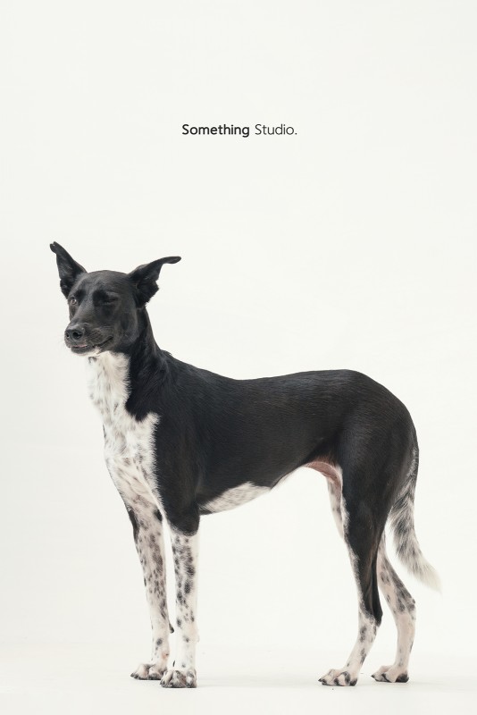 SOMETHINGSTUDIO,三牲工作室,三牲,中途攝影,寵物寫真,寵物攝影,寵物肖像,毛孩,毛孩寫真,汪星人,領養不棄養,領養代替購買 