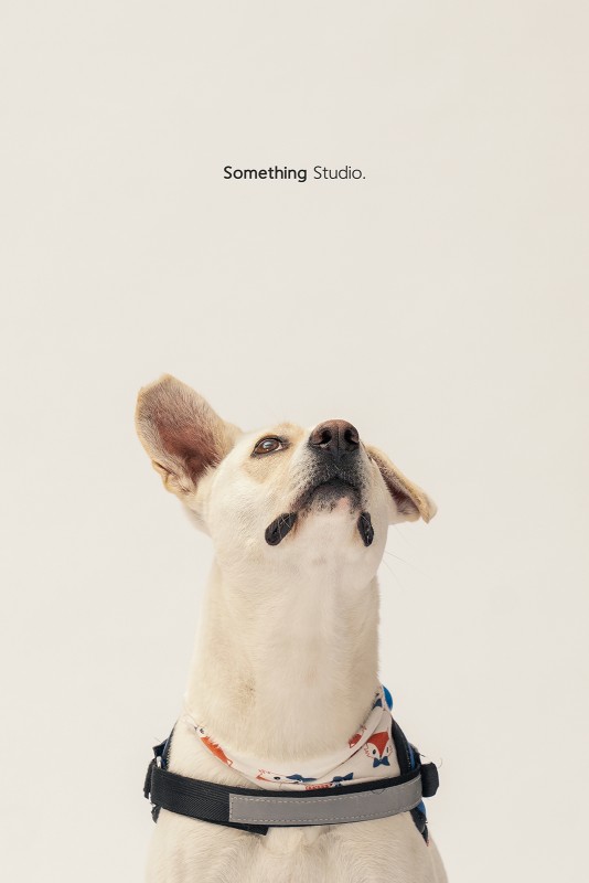 SOMETHINGSTUDIO,三牲工作室,三牲,中途攝影,寵物寫真,寵物攝影,寵物肖像,毛孩,毛孩寫真,汪星人,領養不棄養,領養代替購買