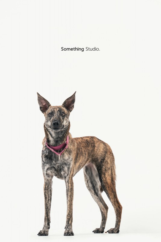 SOMETHINGSTUDIO,三牲工作室,三牲,中途攝影,寵物寫真,寵物攝影,寵物肖像,毛孩,毛孩寫真,汪星人,領養不棄養,領養代替購買