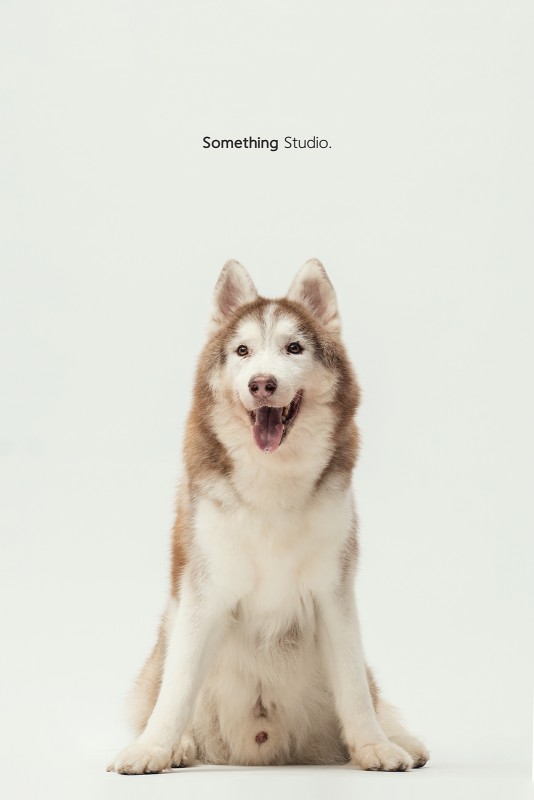 SOMETHINGSTUDIO,三牲工作室,三牲,中途攝影,寵物寫真,寵物攝影,寵物肖像,毛孩,毛孩寫真,汪星人,領養不棄養,領養代替購買 