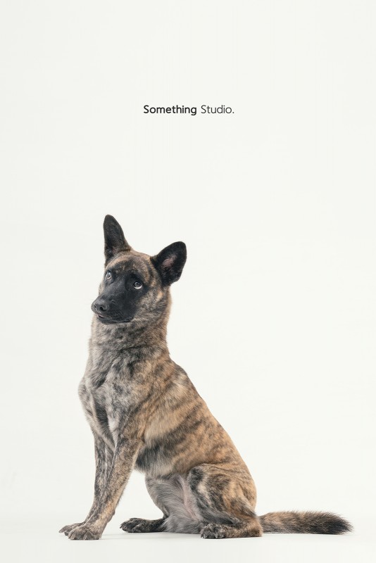 SOMETHINGSTUDIO,三牲工作室,三牲,中途攝影,寵物寫真,寵物攝影,寵物肖像,毛孩,毛孩寫真,汪星人,領養不棄養,領養代替購買