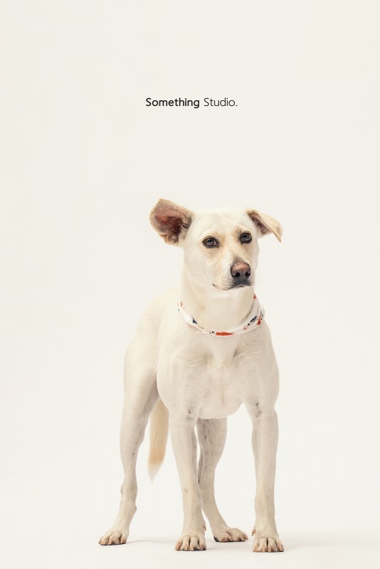 SOMETHINGSTUDIO,三牲工作室,三牲,中途攝影,寵物寫真,寵物攝影,寵物肖像,毛孩,毛孩寫真,汪星人,領養不棄養,領養代替購買