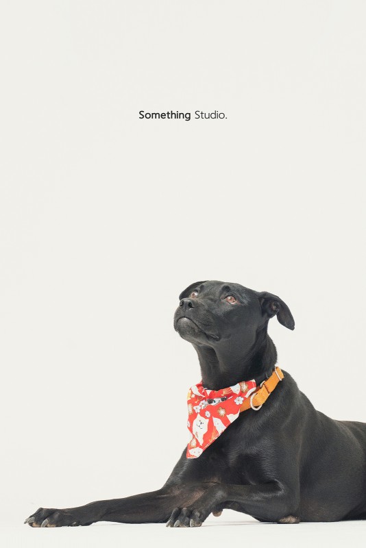 SOMETHINGSTUDIO,三牲工作室,三牲,中途攝影,寵物寫真,寵物攝影,寵物肖像,毛孩,毛孩寫真,汪星人,領養不棄養,領養代替購買