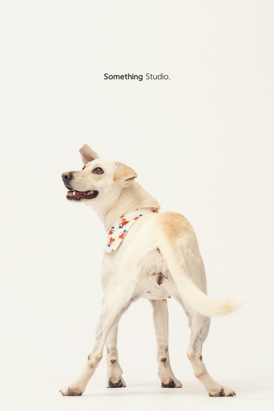 SOMETHINGSTUDIO,三牲工作室,三牲,中途攝影,寵物寫真,寵物攝影,寵物肖像,毛孩,毛孩寫真,汪星人,領養不棄養,領養代替購買