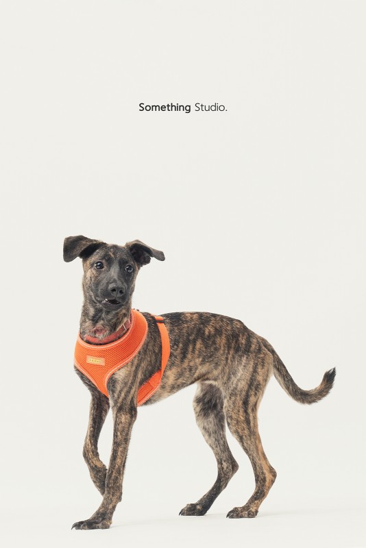 SOMETHINGSTUDIO,三牲工作室,三牲,中途攝影,寵物寫真,寵物攝影,寵物肖像,毛孩,毛孩寫真,汪星人,領養不棄養,領養代替購買