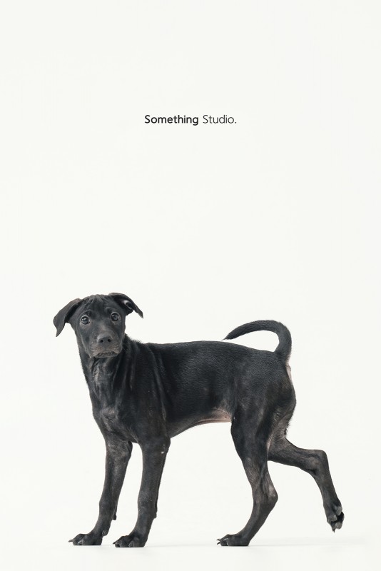 SOMETHINGSTUDIO,三牲工作室,三牲,中途攝影,寵物寫真,寵物攝影,寵物肖像,毛孩,毛孩寫真,汪星人,領養不棄養,領養代替購買