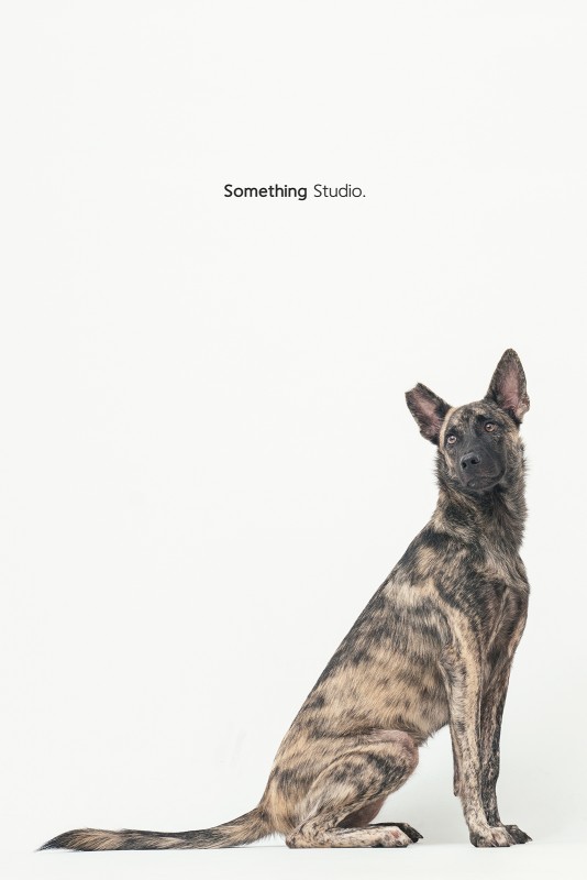 SOMETHINGSTUDIO,三牲工作室,三牲,中途攝影,寵物寫真,寵物攝影,寵物肖像,毛孩,毛孩寫真,汪星人,領養不棄養,領養代替購買
