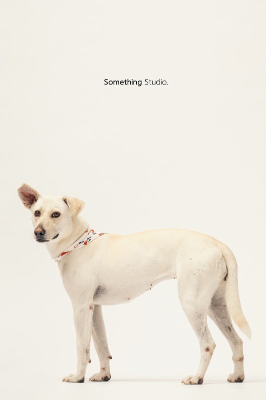 SOMETHINGSTUDIO,三牲工作室,三牲,中途攝影,寵物寫真,寵物攝影,寵物肖像,毛孩,毛孩寫真,汪星人,領養不棄養,領養代替購買