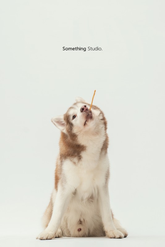 SOMETHINGSTUDIO,三牲工作室,三牲,中途攝影,寵物寫真,寵物攝影,寵物肖像,毛孩,毛孩寫真,汪星人,領養不棄養,領養代替購買
