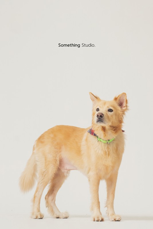 SOMETHINGSTUDIO,三牲工作室,三牲,中途攝影,寵物寫真,寵物攝影,寵物肖像,毛孩,毛孩寫真,汪星人,領養不棄養,領養代替購買