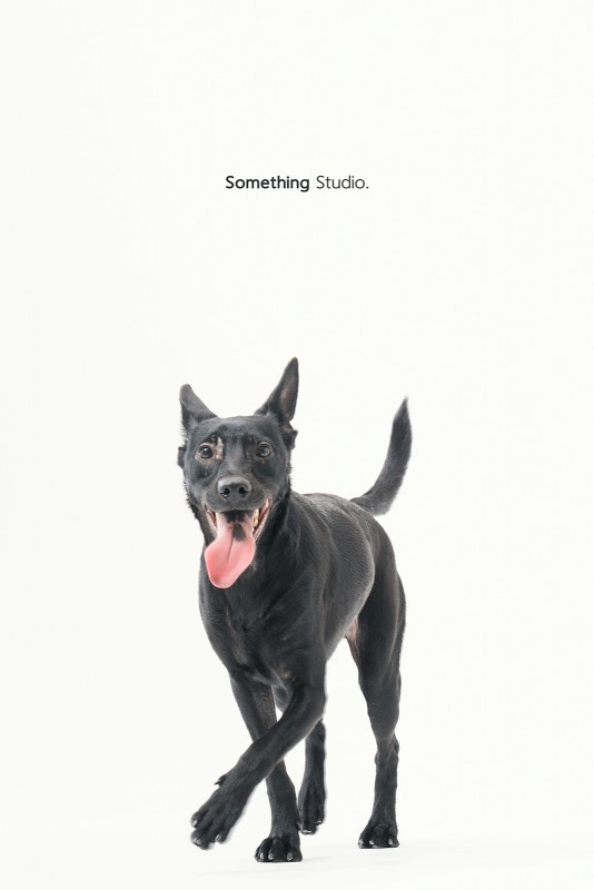 SOMETHINGSTUDIO,三牲工作室,三牲,中途攝影,寵物寫真,寵物攝影,寵物肖像,毛孩,毛孩寫真,汪星人,領養不棄養,領養代替購買 
