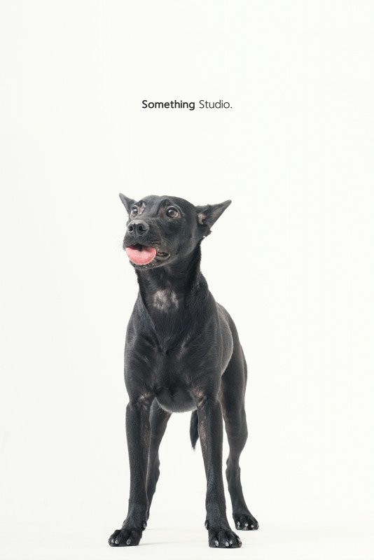 SOMETHINGSTUDIO,三牲工作室,三牲,中途攝影,寵物寫真,寵物攝影,寵物肖像,毛孩,毛孩寫真,汪星人,領養不棄養,領養代替購買 