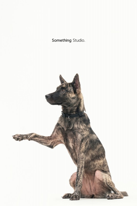 SOMETHINGSTUDIO,三牲工作室,中途攝影,寵物寫真,寵物攝影,寵物肖像,毛孩,毛孩寫真,汪星人,領養不棄養,領養代替購買,SOMETHING,三牲