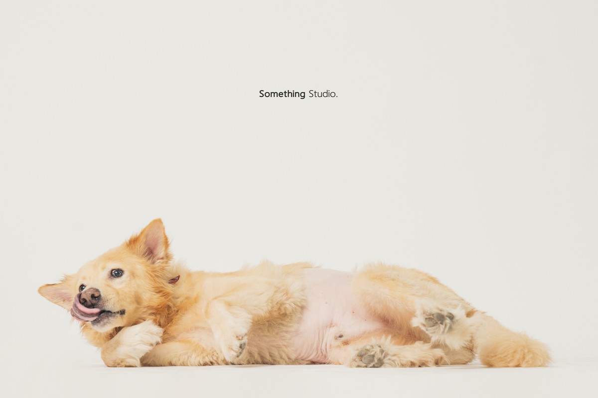 SOMETHINGSTUDIO,三牲工作室,三牲,中途攝影,寵物寫真,寵物攝影,寵物肖像,毛孩,毛孩寫真,汪星人,領養不棄養,領養代替購買