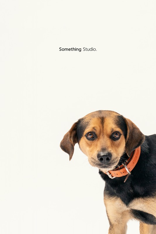 SOMETHINGSTUDIO,三牲工作室,三牲,中途攝影,寵物寫真,寵物攝影,寵物肖像,毛孩,毛孩寫真,汪星人,領養不棄養,領養代替購買 