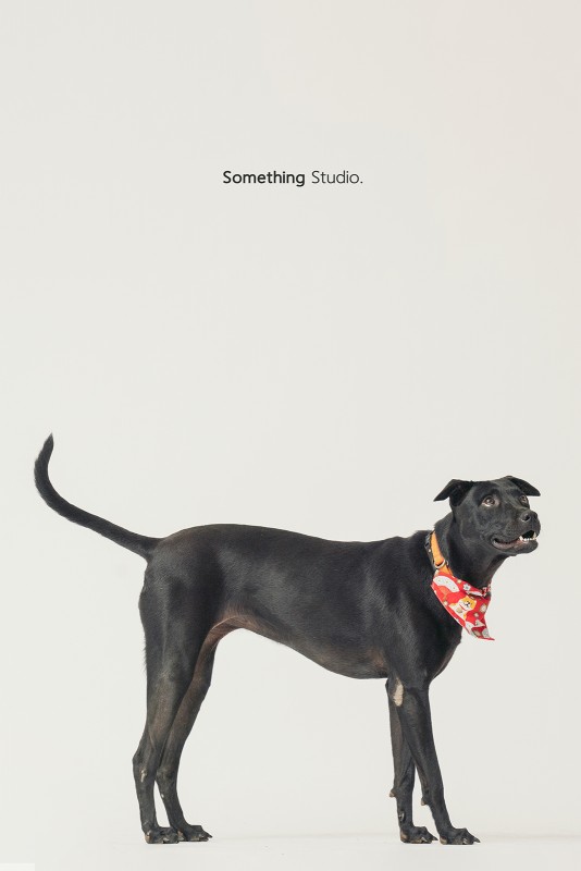 SOMETHINGSTUDIO,三牲工作室,三牲,中途攝影,寵物寫真,寵物攝影,寵物肖像,毛孩,毛孩寫真,汪星人,領養不棄養,領養代替購買