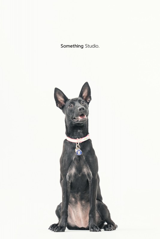 SOMETHINGSTUDIO,三牲工作室,三牲,中途攝影,寵物寫真,寵物攝影,寵物肖像,毛孩,毛孩寫真,汪星人,領養不棄養,領養代替購買