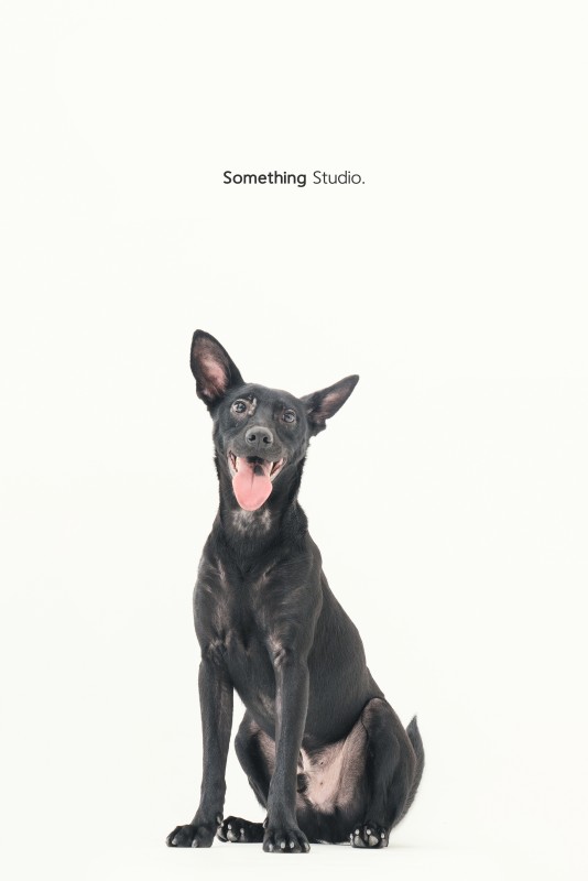 SOMETHINGSTUDIO,三牲工作室,三牲,中途攝影,寵物寫真,寵物攝影,寵物肖像,毛孩,毛孩寫真,汪星人,領養不棄養,領養代替購買