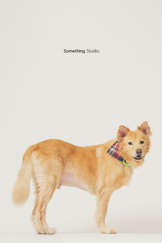 SOMETHINGSTUDIO,三牲工作室,三牲,中途攝影,寵物寫真,寵物攝影,寵物肖像,毛孩,毛孩寫真,汪星人,領養不棄養,領養代替購買