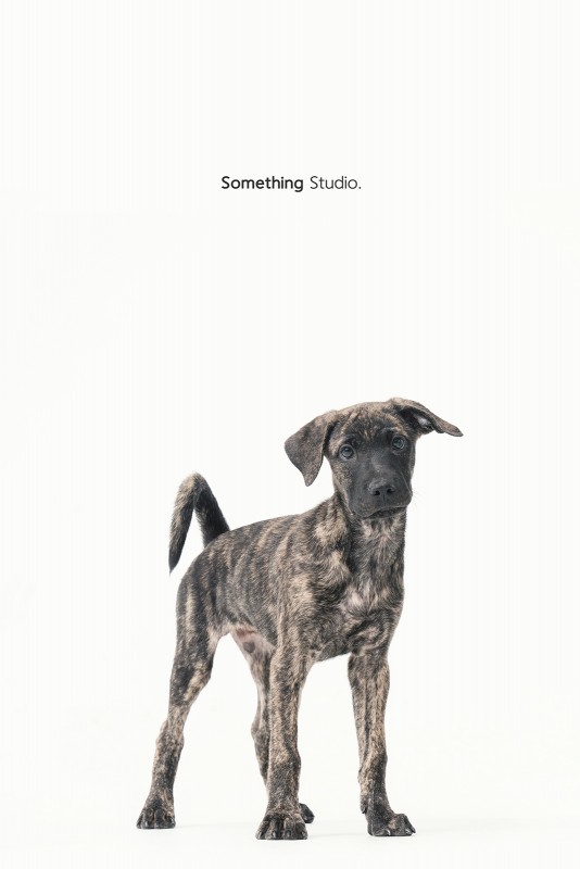 SOMETHINGSTUDIO,三牲工作室,三牲,中途攝影,寵物寫真,寵物攝影,寵物肖像,毛孩,毛孩寫真,汪星人,領養不棄養,領養代替購買