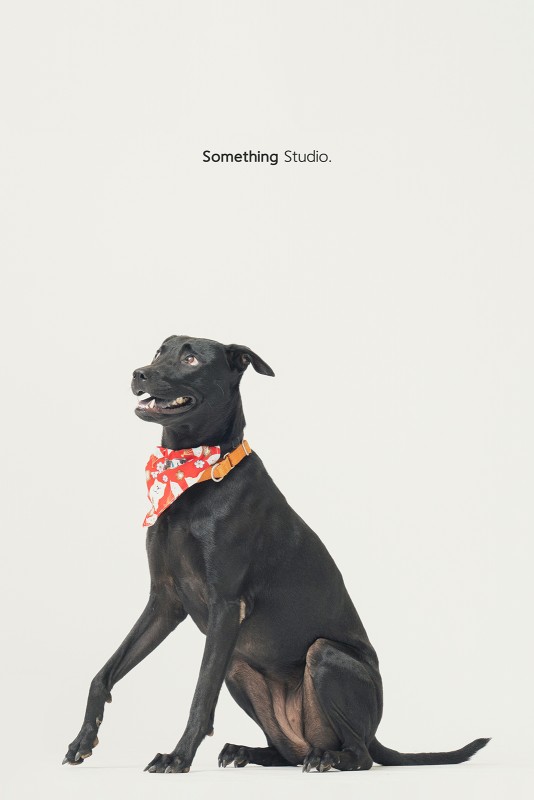 SOMETHINGSTUDIO,三牲工作室,三牲,中途攝影,寵物寫真,寵物攝影,寵物肖像,毛孩,毛孩寫真,汪星人,領養不棄養,領養代替購買
