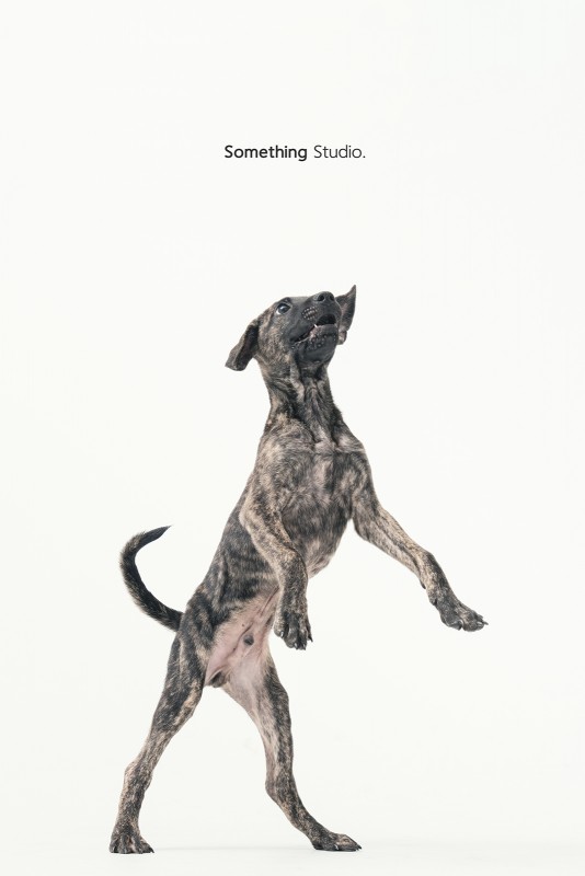 SOMETHINGSTUDIO,三牲工作室,三牲,中途攝影,寵物寫真,寵物攝影,寵物肖像,毛孩,毛孩寫真,汪星人,領養不棄養,領養代替購買