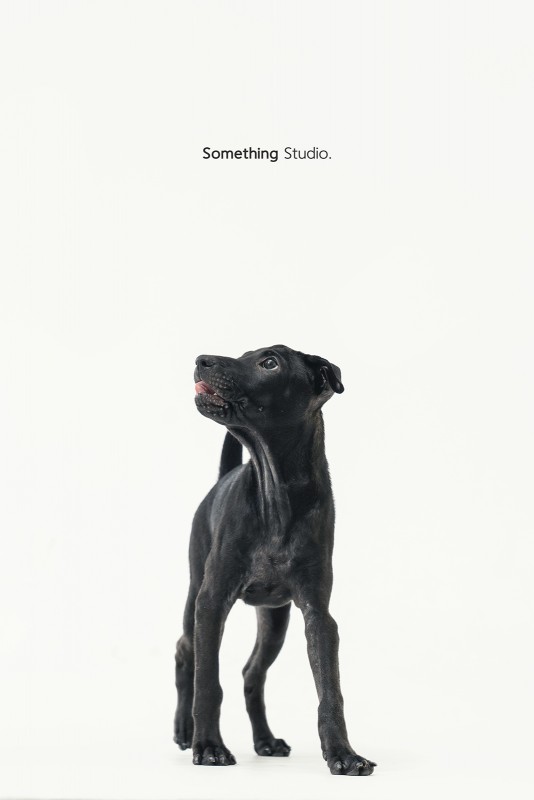 SOMETHINGSTUDIO,三牲工作室,三牲,中途攝影,寵物寫真,寵物攝影,寵物肖像,毛孩,毛孩寫真,汪星人,領養不棄養,領養代替購買