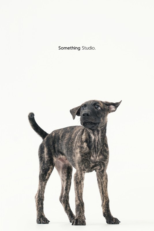 SOMETHINGSTUDIO,三牲工作室,三牲,中途攝影,寵物寫真,寵物攝影,寵物肖像,毛孩,毛孩寫真,汪星人,領養不棄養,領養代替購買