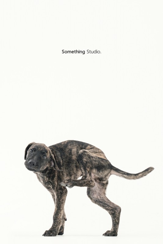 SOMETHINGSTUDIO,三牲工作室,三牲,中途攝影,寵物寫真,寵物攝影,寵物肖像,毛孩,毛孩寫真,汪星人,領養不棄養,領養代替購買