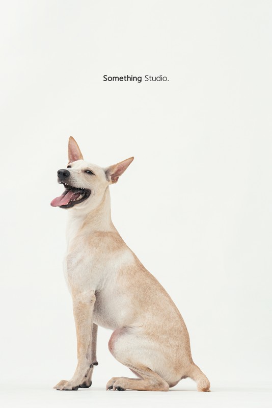 SOMETHINGSTUDIO,三牲工作室,三牲,中途攝影,寵物寫真,寵物攝影,寵物肖像,毛孩,毛孩寫真,汪星人,領養不棄養,領養代替購買