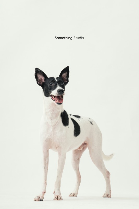 SOMETHINGSTUDIO,三牲工作室,三牲,中途攝影,寵物寫真,寵物攝影,寵物肖像,毛孩,毛孩寫真,汪星人,領養不棄養,領養代替購買