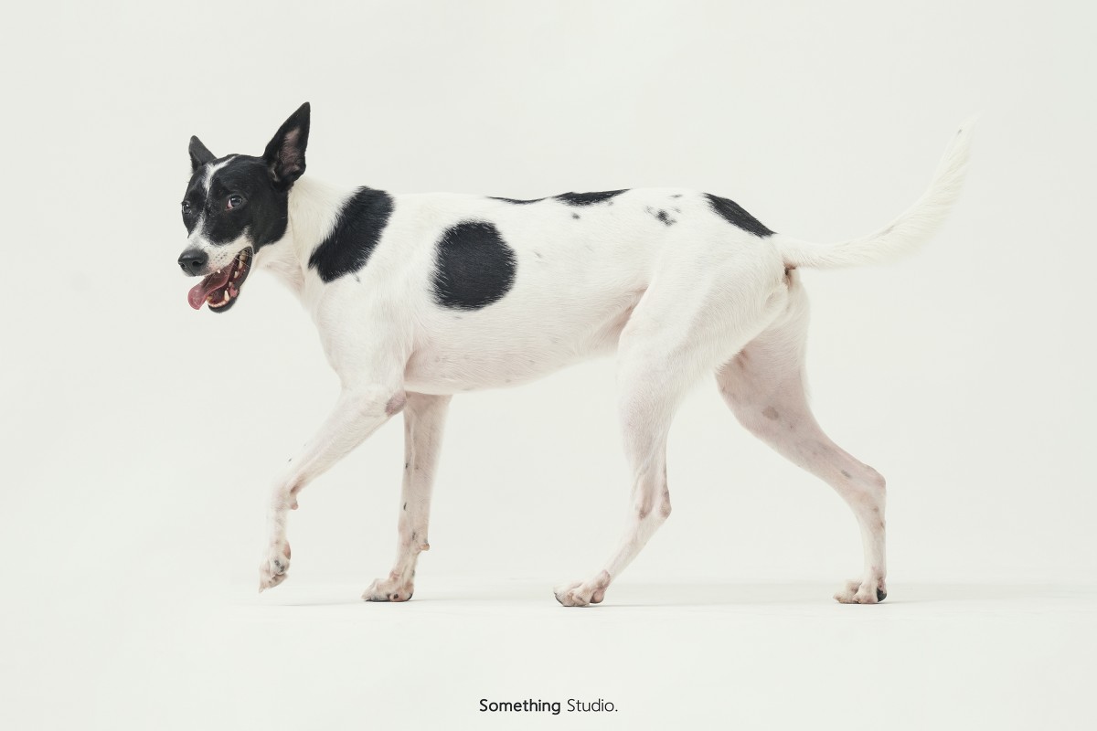 SOMETHINGSTUDIO,三牲工作室,三牲,中途攝影,寵物寫真,寵物攝影,寵物肖像,毛孩,毛孩寫真,汪星人,領養不棄養,領養代替購買