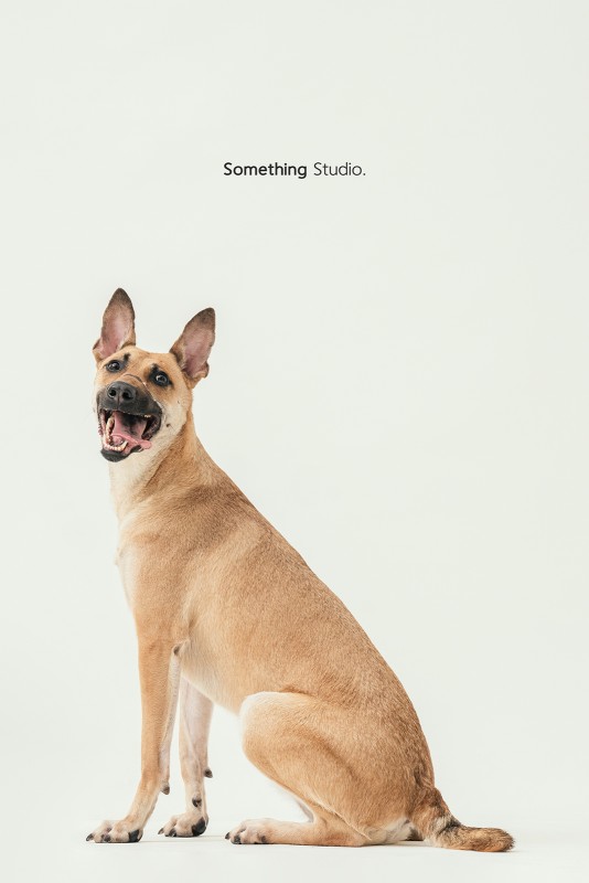 SOMETHINGSTUDIO,三牲工作室,三牲,中途攝影,寵物寫真,寵物攝影,寵物肖像,毛孩,毛孩寫真,汪星人,領養不棄養,領養代替購買