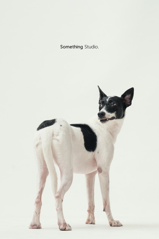 SOMETHINGSTUDIO,三牲工作室,三牲,中途攝影,寵物寫真,寵物攝影,寵物肖像,毛孩,毛孩寫真,汪星人,領養不棄養,領養代替購買