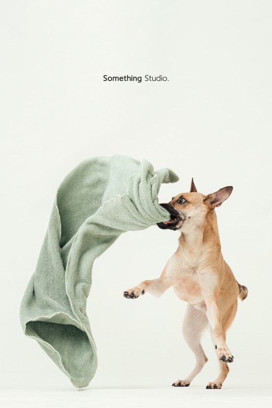 SOMETHINGSTUDIO,三牲工作室,三牲,中途攝影,寵物寫真,寵物攝影,寵物肖像,毛孩,毛孩寫真,汪星人,領養不棄養,領養代替購買