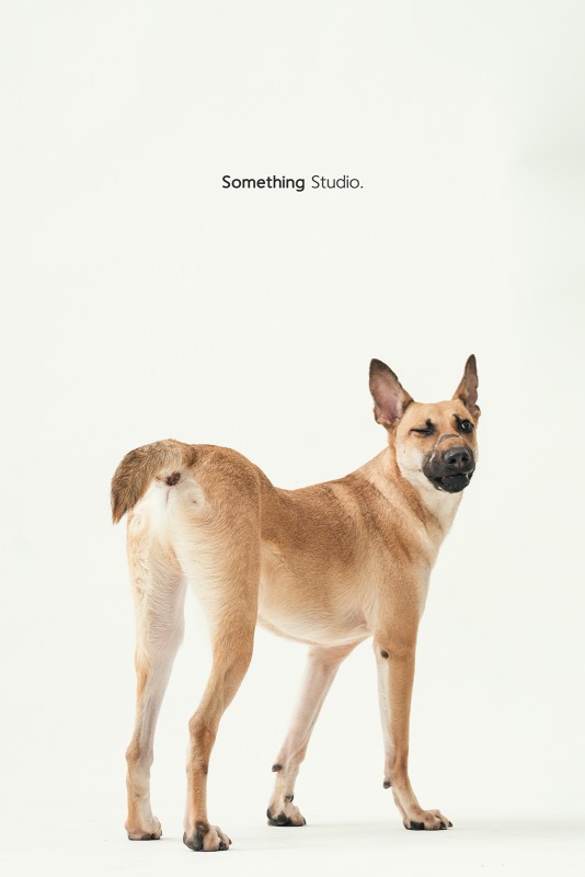 SOMETHINGSTUDIO,三牲工作室,三牲,中途攝影,寵物寫真,寵物攝影,寵物肖像,毛孩,毛孩寫真,汪星人,領養不棄養,領養代替購買