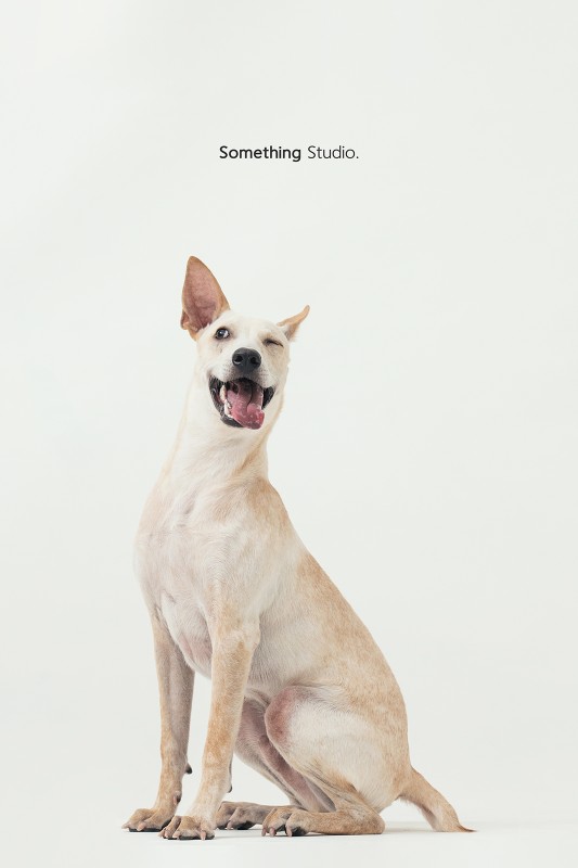 SOMETHINGSTUDIO,三牲工作室,三牲,中途攝影,寵物寫真,寵物攝影,寵物肖像,毛孩,毛孩寫真,汪星人,領養不棄養,領養代替購買