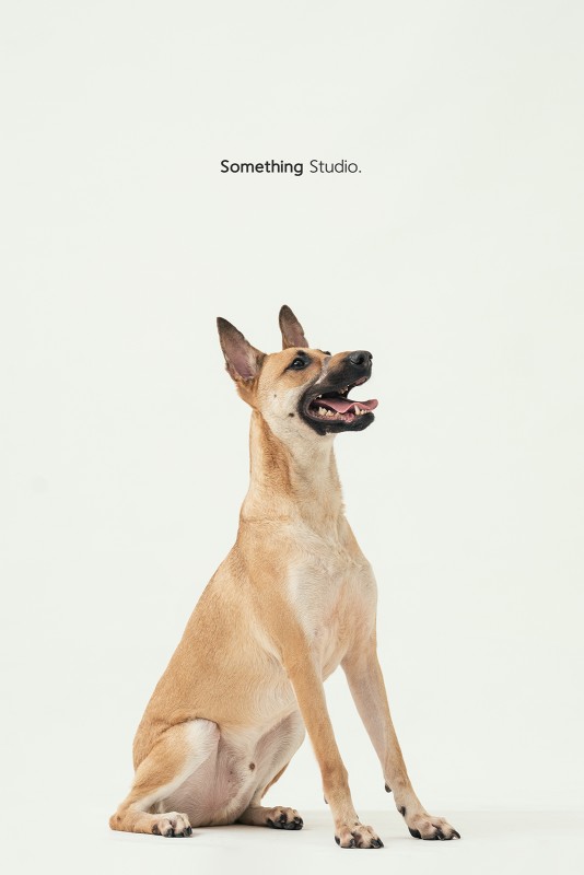 SOMETHINGSTUDIO,三牲工作室,三牲,中途攝影,寵物寫真,寵物攝影,寵物肖像,毛孩,毛孩寫真,汪星人,領養不棄養,領養代替購買
