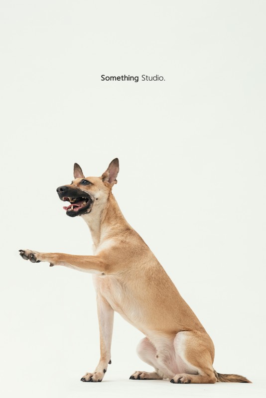 SOMETHINGSTUDIO,三牲工作室,三牲,中途攝影,寵物寫真,寵物攝影,寵物肖像,毛孩,毛孩寫真,汪星人,領養不棄養,領養代替購買