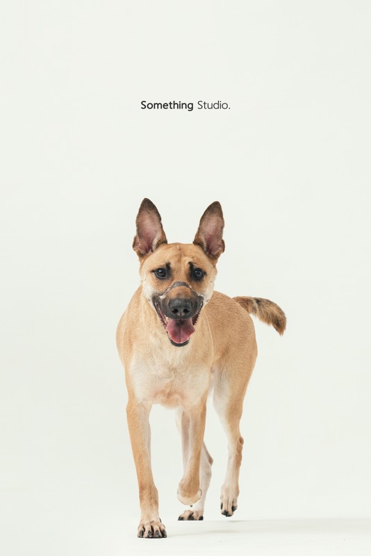 SOMETHINGSTUDIO,三牲工作室,三牲,中途攝影,寵物寫真,寵物攝影,寵物肖像,毛孩,毛孩寫真,汪星人,領養不棄養,領養代替購買
