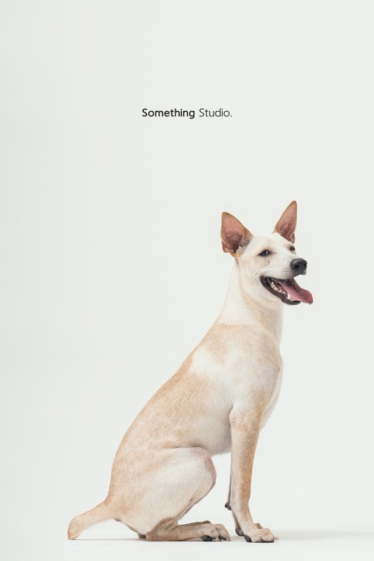 SOMETHINGSTUDIO,三牲工作室,三牲,中途攝影,寵物寫真,寵物攝影,寵物肖像,毛孩,毛孩寫真,汪星人,領養不棄養,領養代替購買