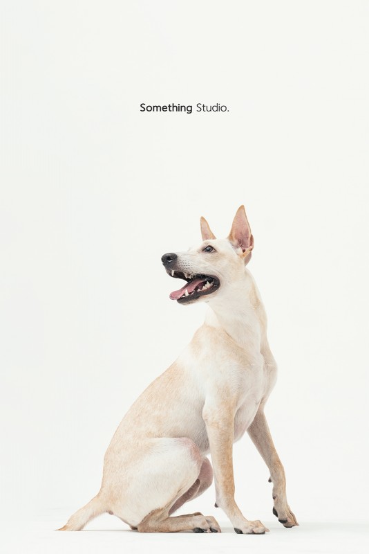 SOMETHINGSTUDIO,三牲工作室,三牲,中途攝影,寵物寫真,寵物攝影,寵物肖像,毛孩,毛孩寫真,汪星人,領養不棄養,領養代替購買