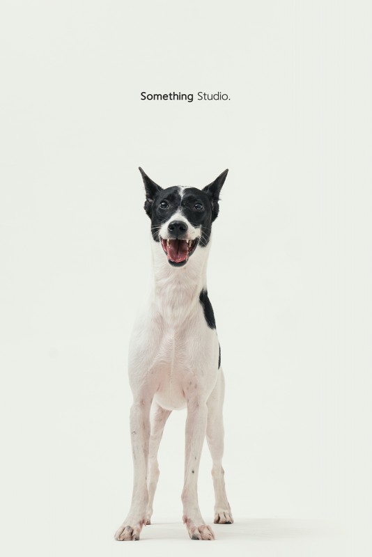 SOMETHINGSTUDIO,三牲工作室,三牲,中途攝影,寵物寫真,寵物攝影,寵物肖像,毛孩,毛孩寫真,汪星人,領養不棄養,領養代替購買
