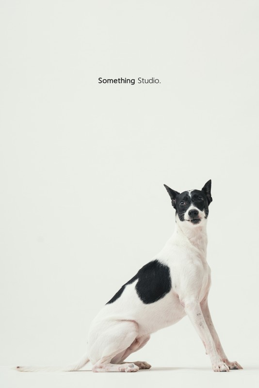 SOMETHINGSTUDIO,三牲工作室,三牲,中途攝影,寵物寫真,寵物攝影,寵物肖像,毛孩,毛孩寫真,汪星人,領養不棄養,領養代替購買