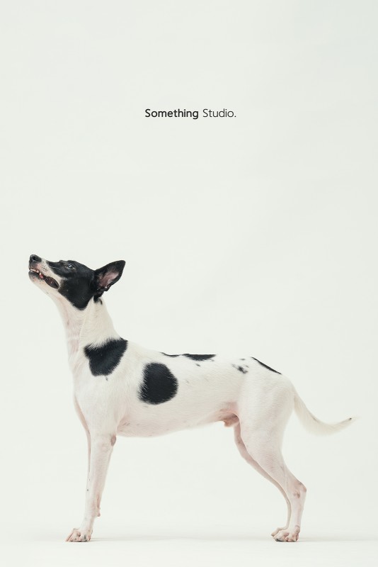 SOMETHINGSTUDIO,三牲工作室,三牲,中途攝影,寵物寫真,寵物攝影,寵物肖像,毛孩,毛孩寫真,汪星人,領養不棄養,領養代替購買