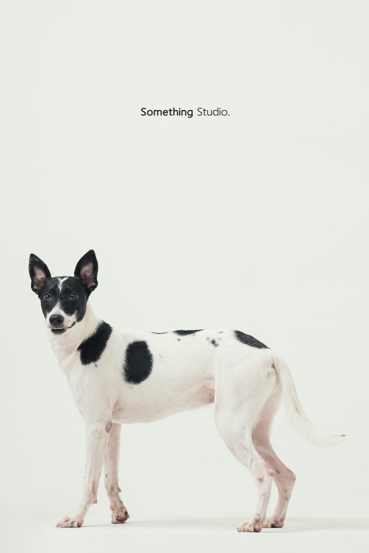 SOMETHINGSTUDIO,三牲工作室,三牲,中途攝影,寵物寫真,寵物攝影,寵物肖像,毛孩,毛孩寫真,汪星人,領養不棄養,領養代替購買