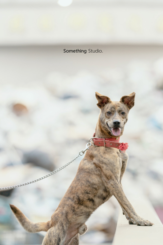 SOMETHINGSTUDIO,三牲工作室,三牲,中途攝影,寵物寫真,寵物攝影,寵物肖像,毛孩,毛孩寫真,汪星人,領養不棄養,領養代替購買