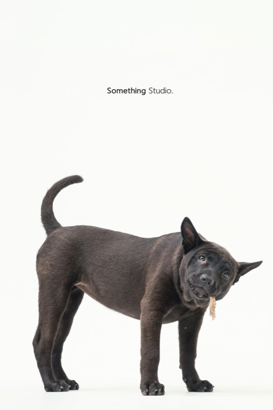 SOMETHINGSTUDIO,三牲工作室,三牲,中途攝影,寵物寫真,寵物攝影,寵物肖像,毛孩,毛孩寫真,汪星人,領養不棄養,領養代替購買