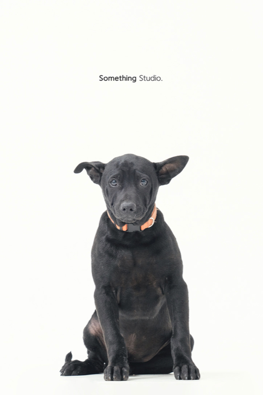 SOMETHINGSTUDIO,三牲工作室,三牲,中途攝影,寵物寫真,寵物攝影,寵物肖像,毛孩,毛孩寫真,汪星人,領養不棄養,領養代替購買